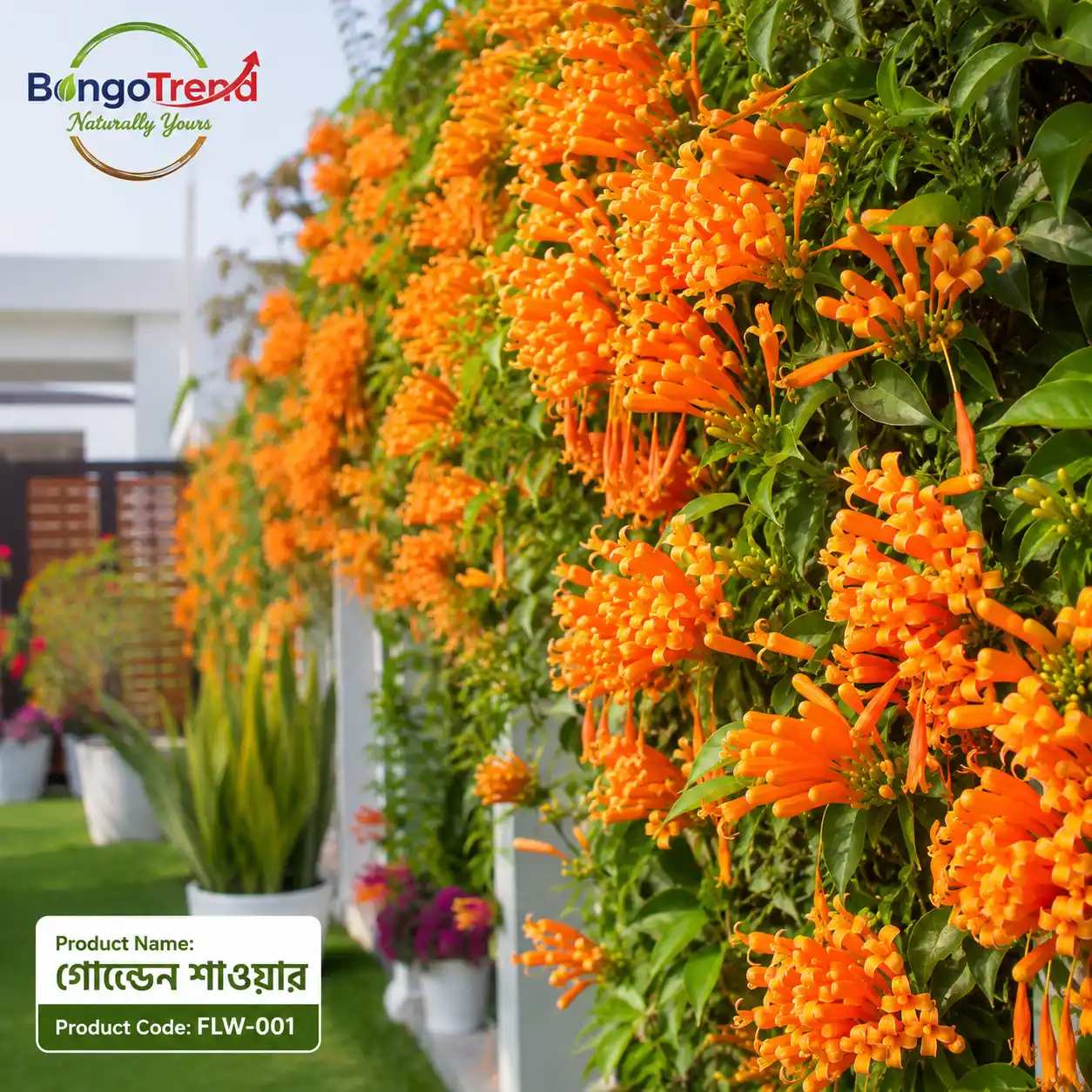 Golden Shower Vine (গোল্ডেন শাওয়ার)