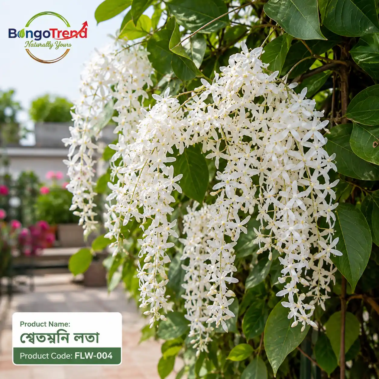 Shwetmoni Lota (শ্বেতমনি লতা)
